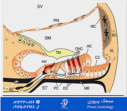 پیرگوشی عصبی