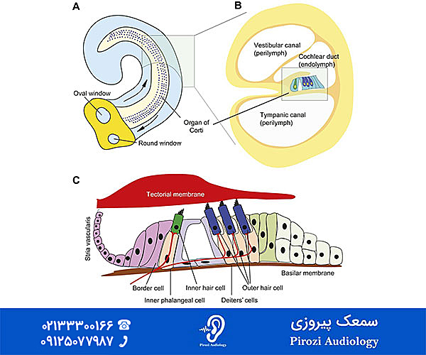 مشاوره پیرگوشی در سمعک پیروزی