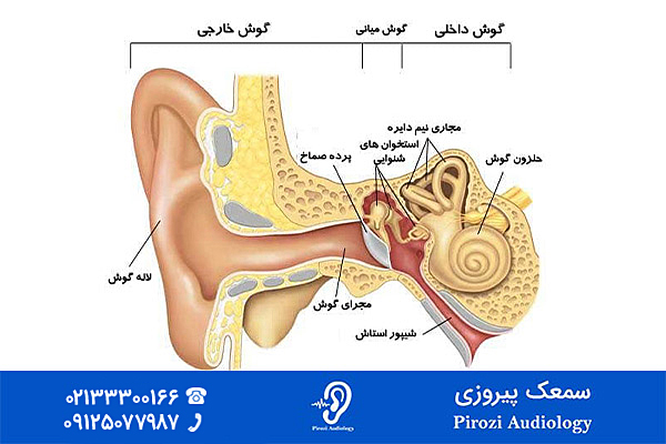 ساختار گوش